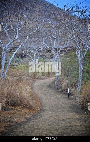 Der von Bäumen gesäumten Lagune von Cerro Brujo (Witch Hill), auf San Cristobal, Galapagos-Inseln. Stockfoto