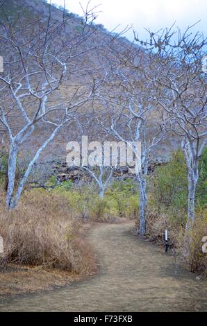 Der von Bäumen gesäumten Lagune von Cerro Brujo (Witch Hill), auf San Cristobal, Galapagos-Inseln. Stockfoto