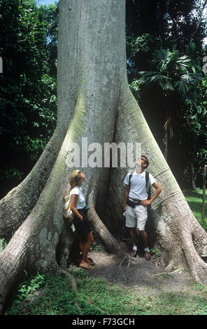 Besucher darüber nachzudenken, einen massiven Ceiba Baum (Nationalbaum), Tikal National Park, Guatemala. Stockfoto