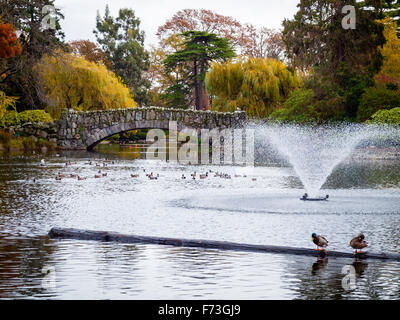 Ein Blick auf Goodacre See und die steinerne Brücke in Beacon Hill Park in Victoria, British Columbia, Kanada. Stockfoto