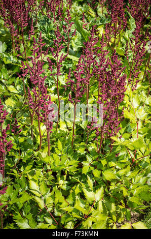 Astilbe chinensis var. taquetii 'Superba in einem Garten von Devon Großbritannien Stockfoto