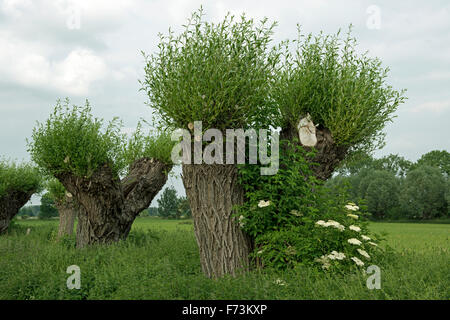 Weide (Salix sp.). Pollard Weiden. Nordrhein-Westfalen, Deutschland Stockfoto