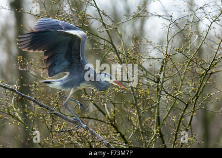 Graureiher, Graureiher (Ardea Cinerea). Erwachsenen balancieren auf einem Zweig. Deutschland Stockfoto