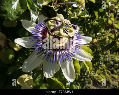 Blüte von Passiflora Bergsteiger im Sommer Stockfoto