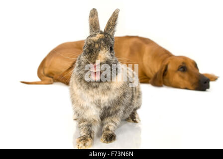 Zwerg Kaninchen stand vor einem liegenden Rhodesian Ridgeback. Studio Bild vor einem weißen Hintergrund Stockfoto