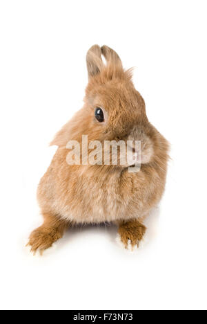 Zwerg Kaninchen. Brauner Hase von oben gesehen. Studio Bild vor einem weißen Hintergrund Stockfoto