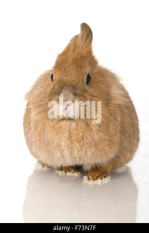 Zwerg Kaninchen. Brauner Hase frontal gesehen. Studio Bild vor einem weißen Hintergrund Stockfoto