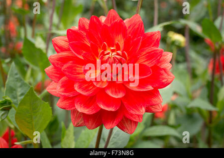 Dahlie Taratahi Ruby in Blüte im September UK Stockfoto