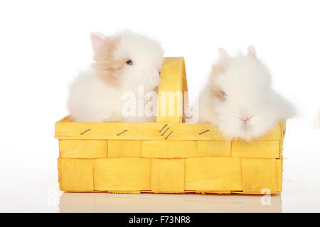 Zwerg Kaninchen. Zwei junge in einem gelben Korb. Studio Bild vor einem weißen Hintergrund Stockfoto