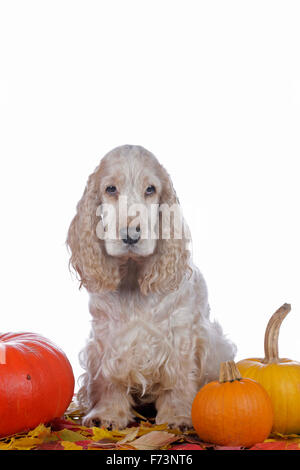 Englischer Cocker Spaniel. Erwachsener Hund (orange Roan) zwischen Kürbisse auf Autum sitzen lässt. Deutschland Stockfoto