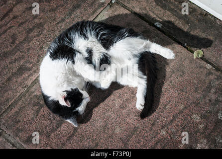 Schwarz-weiße Katze schläft im Freien bei Sonnenschein Stockfoto