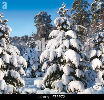 Tannen unter Schnee. Sonniger Tag. Quadratisches Format. Stockfoto