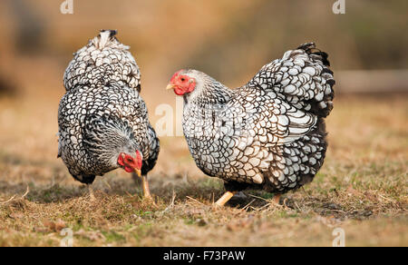 Wyandotte Bantam. Silber-geschnürt Hennen auf Nahrungssuche in Trockenrasen. Deutschland Stockfoto