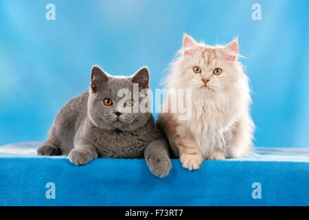 Britisch Kurzhaar und British Longhair. Zwei Kätzchen vor einem blauen Hintergrund zu sehen. Studio Bild vor einem blauen Hintergrund. Stockfoto