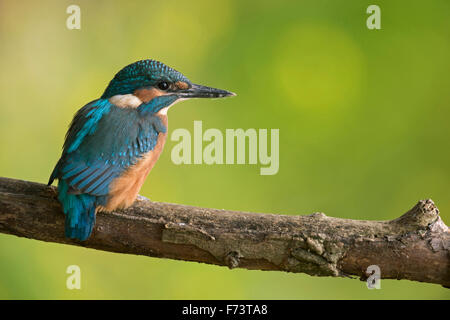 Young-Eisvogel (Alcedo Atthis) an seinem ersten Tag des Lebens sitzt auf einem Ast vor einem schönen bunten Hintergrund. Stockfoto