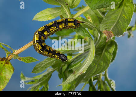 Striped Hawk-Moth, Caterpillar, Linienschwärmer, Linien-Schwärmer, Raupe, stark Livornica, Celerio Lineata, Le Sphinx livournien Stockfoto