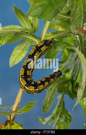 Striped Hawk-Moth, Caterpillar, Linienschwärmer, Linien-Schwärmer, Raupe, stark Livornica, Celerio Lineata, Le Sphinx livournien Stockfoto