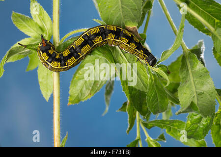 Striped Hawk-Moth, Caterpillar, Linienschwärmer, Linien-Schwärmer, Raupe, stark Livornica, Celerio Lineata, Le Sphinx livournien Stockfoto