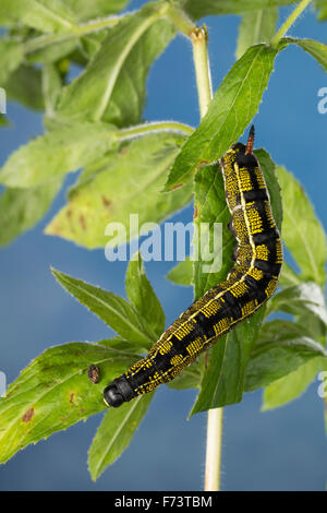 Striped Hawk-Moth, Caterpillar, Linienschwärmer, Linien-Schwärmer, Raupe, stark Livornica, Celerio Lineata, Le Sphinx livournien Stockfoto