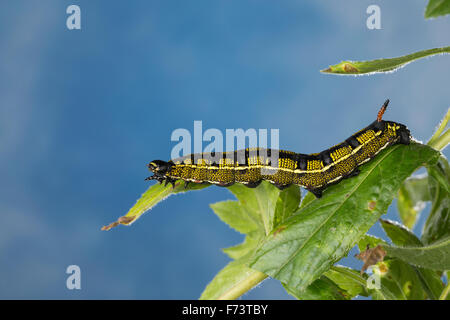 Striped Hawk-Moth, Caterpillar, Linienschwärmer, Linien-Schwärmer, Raupe, stark Livornica, Celerio Lineata, Le Sphinx livournien Stockfoto