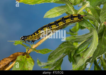 Striped Hawk-Moth, Caterpillar, Linienschwärmer, Linien-Schwärmer, Raupe, stark Livornica, Celerio Lineata, Le Sphinx livournien Stockfoto