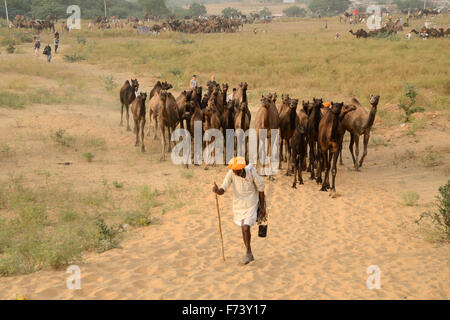 Mann mit Kamel Herde, Pushkar, Rajasthan, Indien, Asien Stockfoto