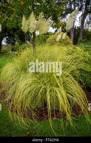 Cortaderia Selloana 'Aureolineata' Stockfoto