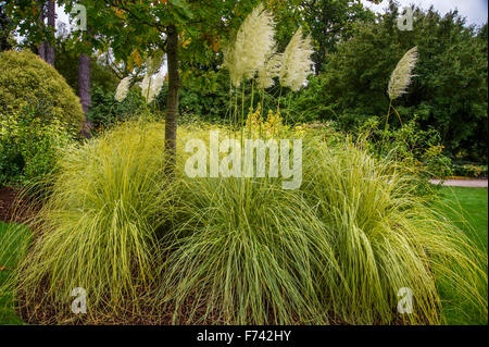 Cortaderia Selloana 'Aureolineata' Stockfoto