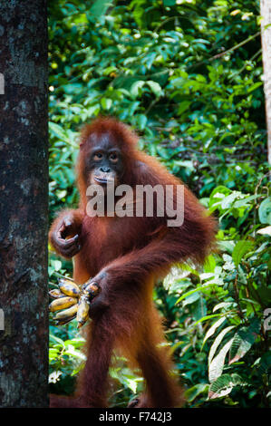 Orang-Utang-stehend mit Banane in der hand Stockfoto