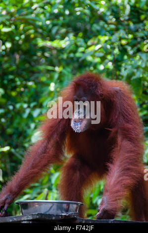 Orang-Utang trinken aus der Schüssel im Dschungel von Borneo Stockfoto