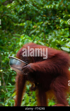 Orang-Utang trinken aus der Schüssel im Dschungel von Borneo Stockfoto