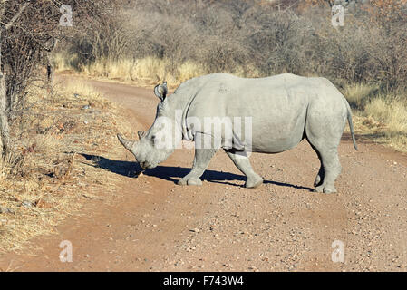 Breitmaulnashorn (Ceratotherium Simum) beim Überqueren der Straße im Ongava Game Reserve, Namibia Stockfoto