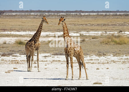 Zwei angolanische Giraffen (Giraffa Plancius Angolensis) im Etosha Nationalpark, Namibia Stockfoto