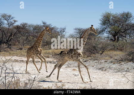 Zwei namibische Giraffen (Giraffa Plancius Angolensis) läuft in Etosha Nationalpark, Namibia Stockfoto