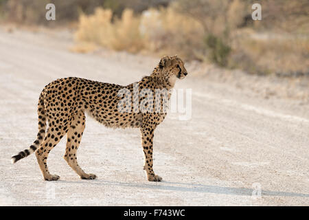 Weibliche Gepard beim Überqueren der Straße im Etosha Nationalpark, Namibia Stockfoto