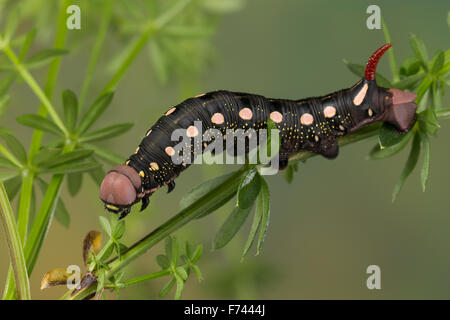 Labkraut Hawk-Moth, Gallium Sphinx, Caterpillar, Labkrautschwärmer, Labkraut-Schwärmer, Raupe, stark Gallii, Celerio Galii Stockfoto