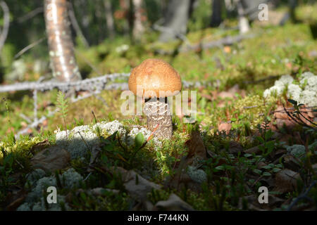 Pilz-Orange-Cap Steinpilzen in den Rasen wachsen. Speisepilz entstand aus dem Boden unter Moos und Zweigen. Stockfoto