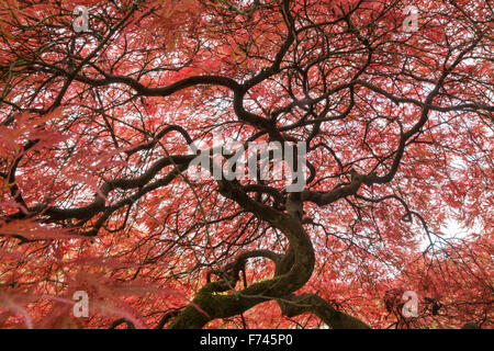 Acer Palmatum 'Dissectum Atropurpureum' - japanischer Ahorn Stockfoto