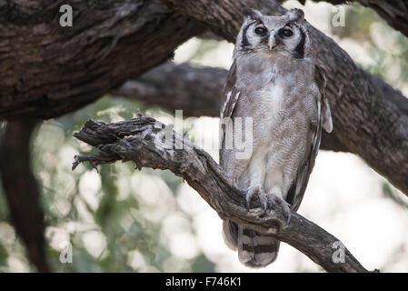 Milchige Uhu oder riesige Uhu im Baum Stockfoto