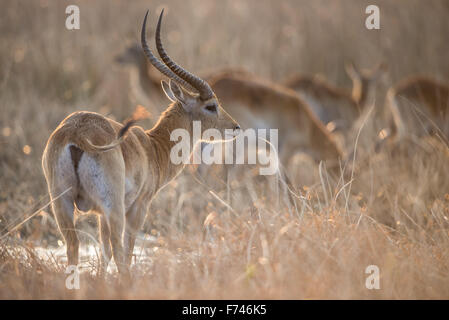 Nahaufnahme von einem roten Letschwe männlich mit mutterschafe im Hintergrund, im schönen Nachmittag Sonnenlicht im Moremi NP (Khwai River), Botswana Stockfoto