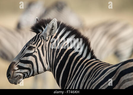 Porträt eines Zebras mit beautiufl soft Hintergrund im Moremi NP, Botswana Stockfoto