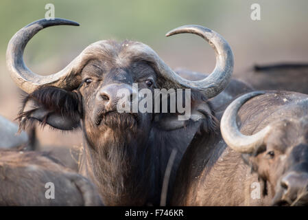 Nahaufnahme eines afrikanischen Büffel im Moremi NP (Bodumatau), Botswana Stockfoto