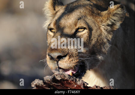 Porträt einer Löwin (Panthera leo) mit Kudu töten in der Nachmittagssonne Licht im Moremi NP (bodumatau), Botswana Stockfoto