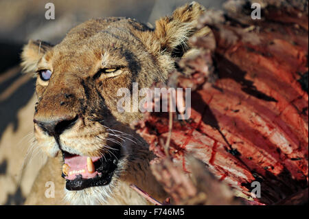 Porträt einer Löwin (Panthera leo) mit Kudu töten in der Nachmittagssonne. Stockfoto