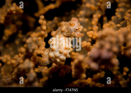 Ein gelber Pygmäen-Seepferdchen - Hippocampus Bargibanti - versteckt in seiner Gastgeber Gorgonien Gorgonien. Aufgenommen im Nationalpark Komodo, Indonesien Stockfoto