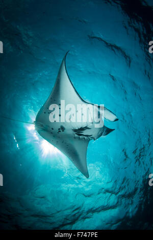 Ein Mantarochen - Mata Alfredi - schwimmt unter der Sonne im blauen Meer. Aufgenommen im Nationalpark Komodo, Indonesien Stockfoto