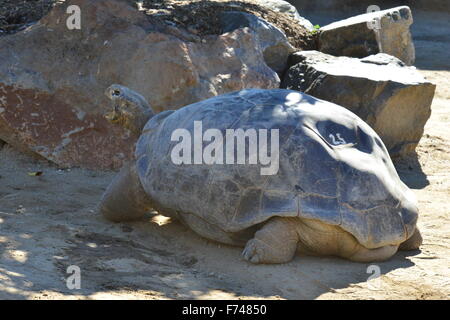 Tiere im Zoo von San Diego Stockfoto