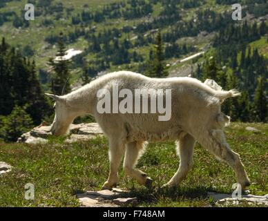 Eine Bergziege Beweidung das Hochland im Glacier National Park, Montana, USA. Stockfoto