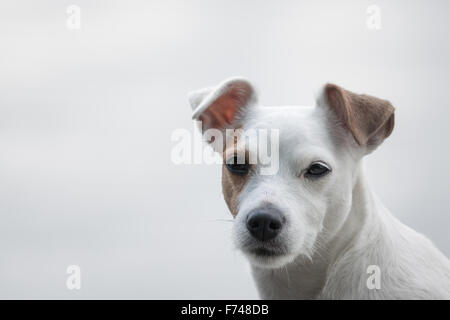 Porträt eines Parson Russel Terrier Stockfoto