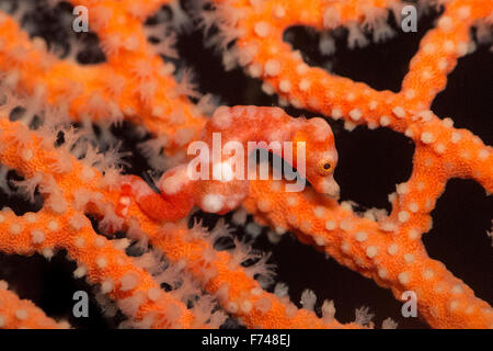 Ein winziger Denise Pygmäen-Seepferdchen - Hippocampus Denise - klammert sich an ihren Host-Koralle. Aufgenommen in Raja Ampat, Indonesien. Stockfoto